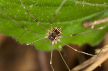 Media type: image;   Invertebrate Zoology 40460